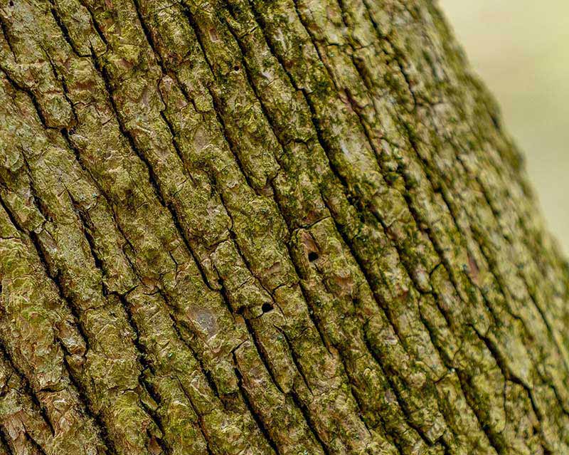 Emerald Ash Borer Image 2