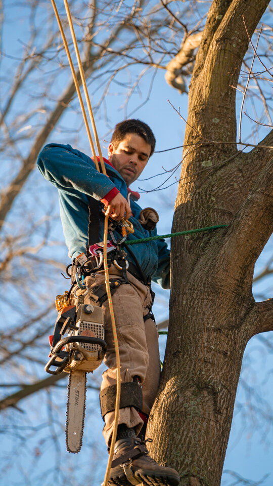 Tree Care Columbus