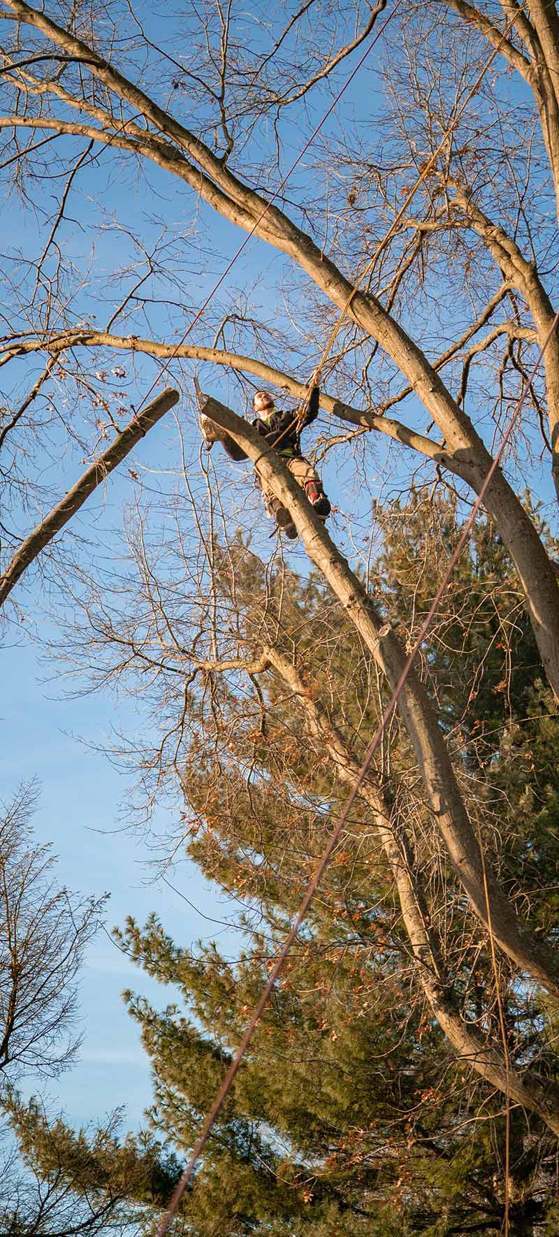 Tree Removal Service