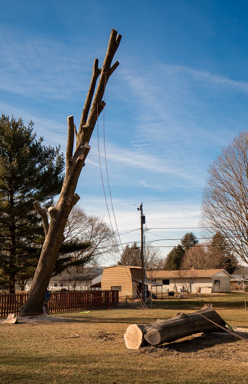 Tree Removal Service