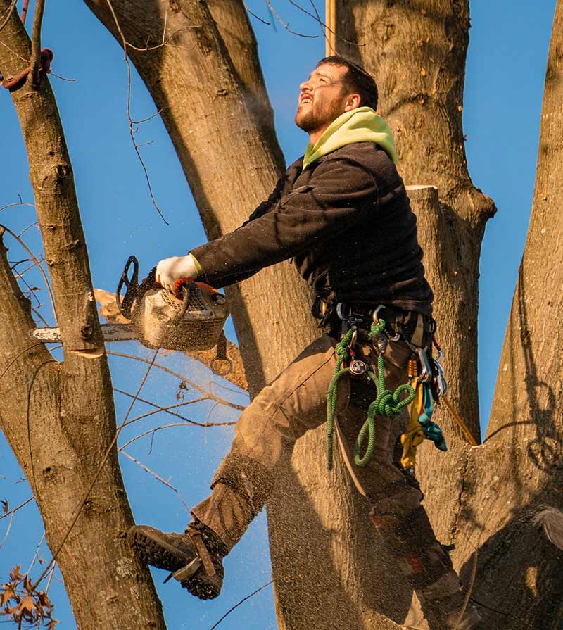 Tree Safe Pruning