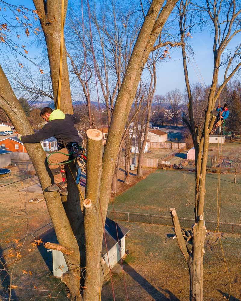 Tree Service in Columbus Ohio