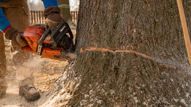 Tree Service in Columbus Ohio