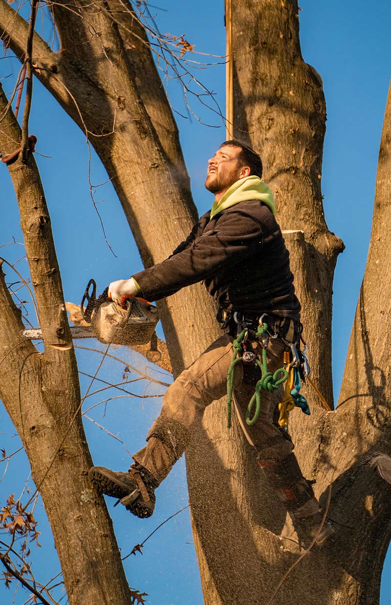 Basic Tree Care Tree Service